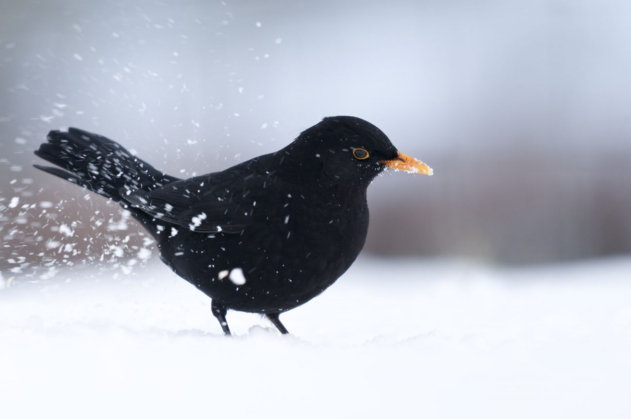 Male blackbird