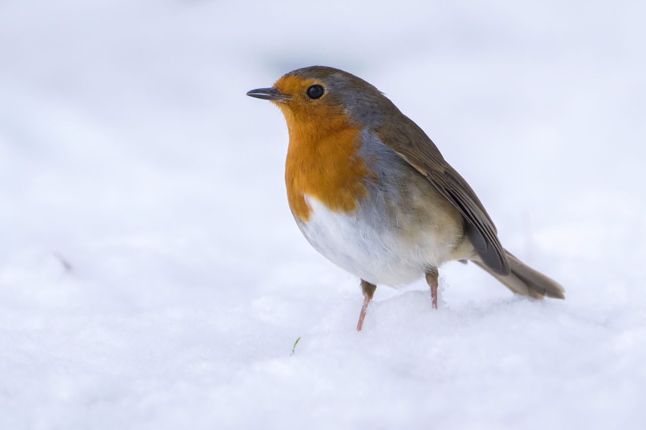 Photograph of a robin in the snow by Ross Hoddinott