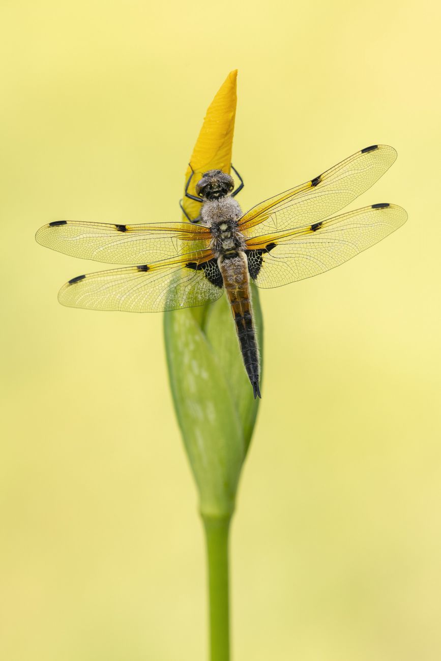 Photo Of Four Spotted Chaser Dragonfly By Ross Hoddinott